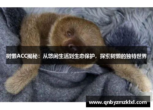 树懒ACC揭秘：从悠闲生活到生态保护，探索树懒的独特世界